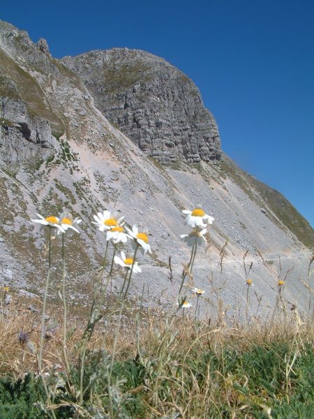 Anthemis cretica  / Camomilla montana